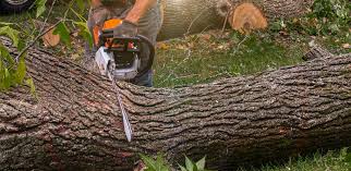 Best Tree Health Inspection  in USA